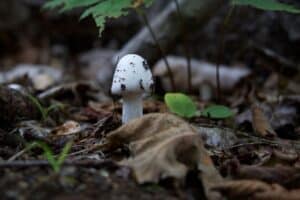 Destroying Angel: How To Identify This Deadly Mushroom - Mushroom