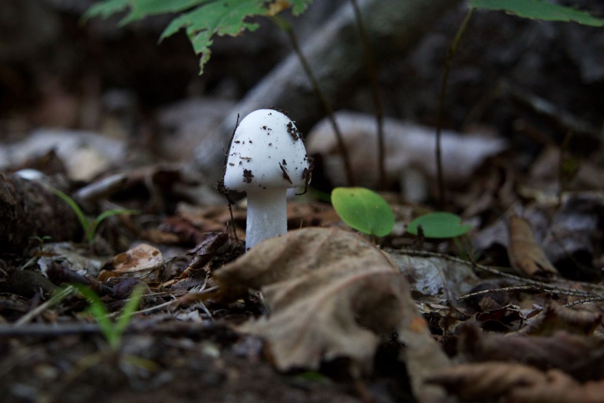 Amanita bisporigera