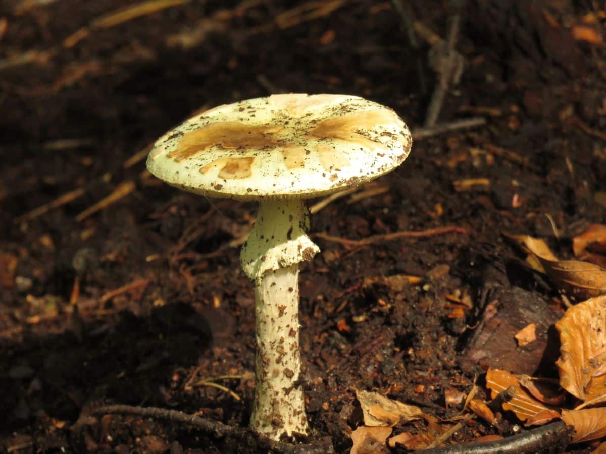 Amanita bisporigera