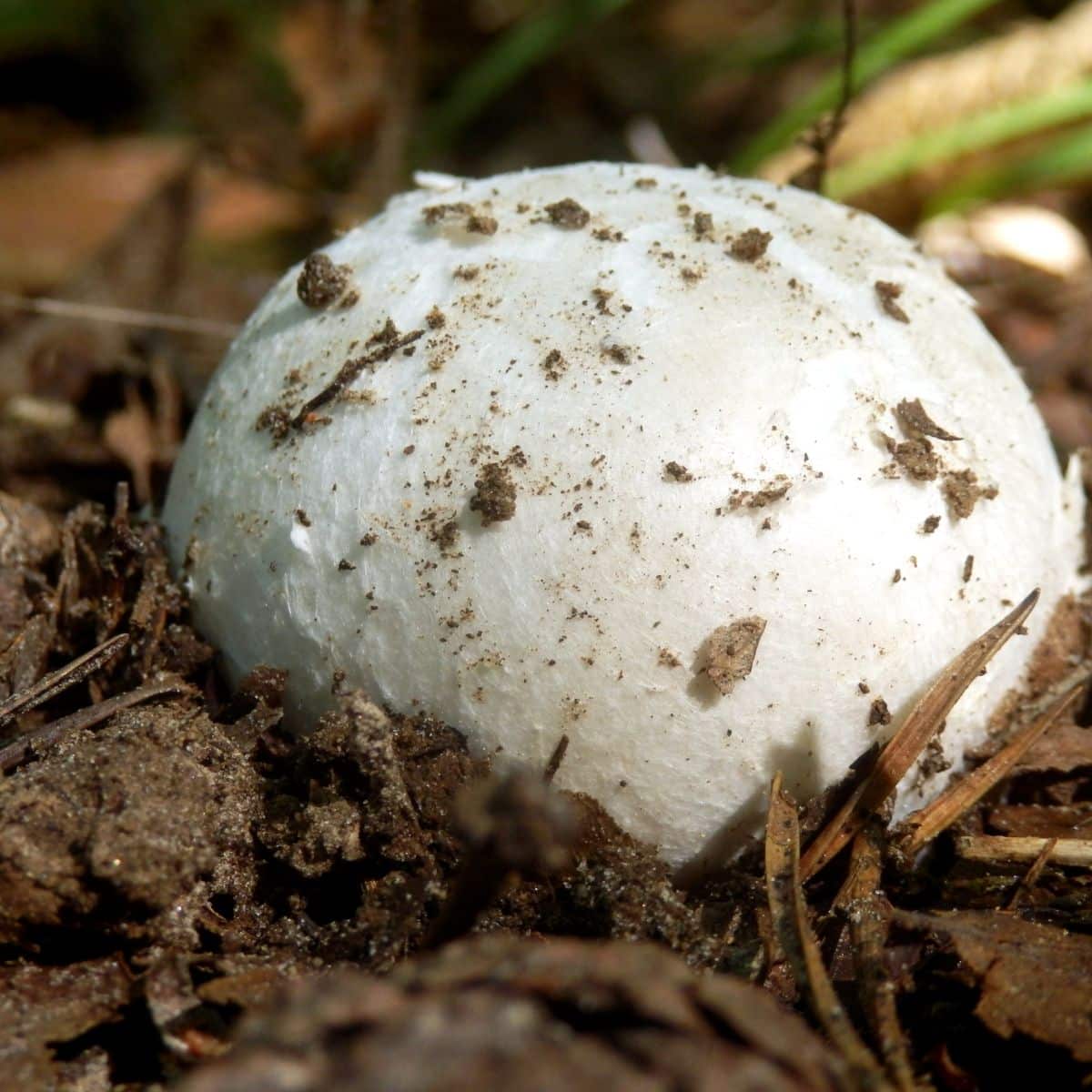 amanita egg