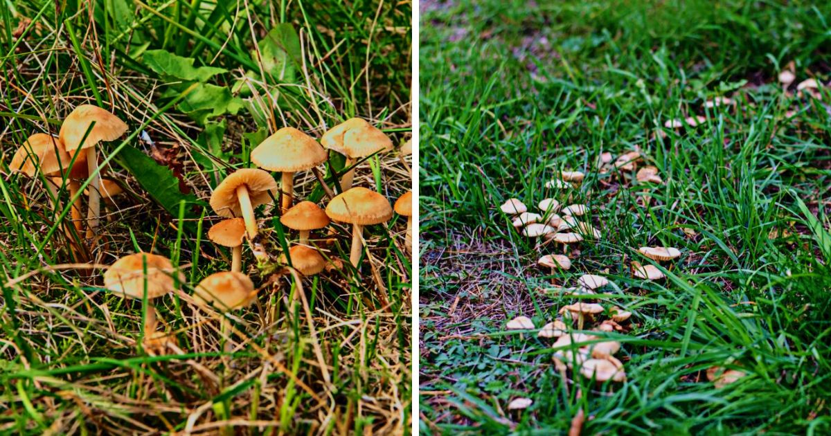 Fairy Ring Mushroom Identification, Foraging, and Edibility Mushroom