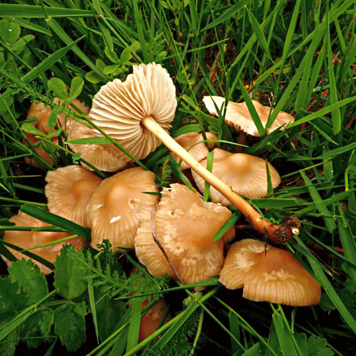 fairy ring mushrooms