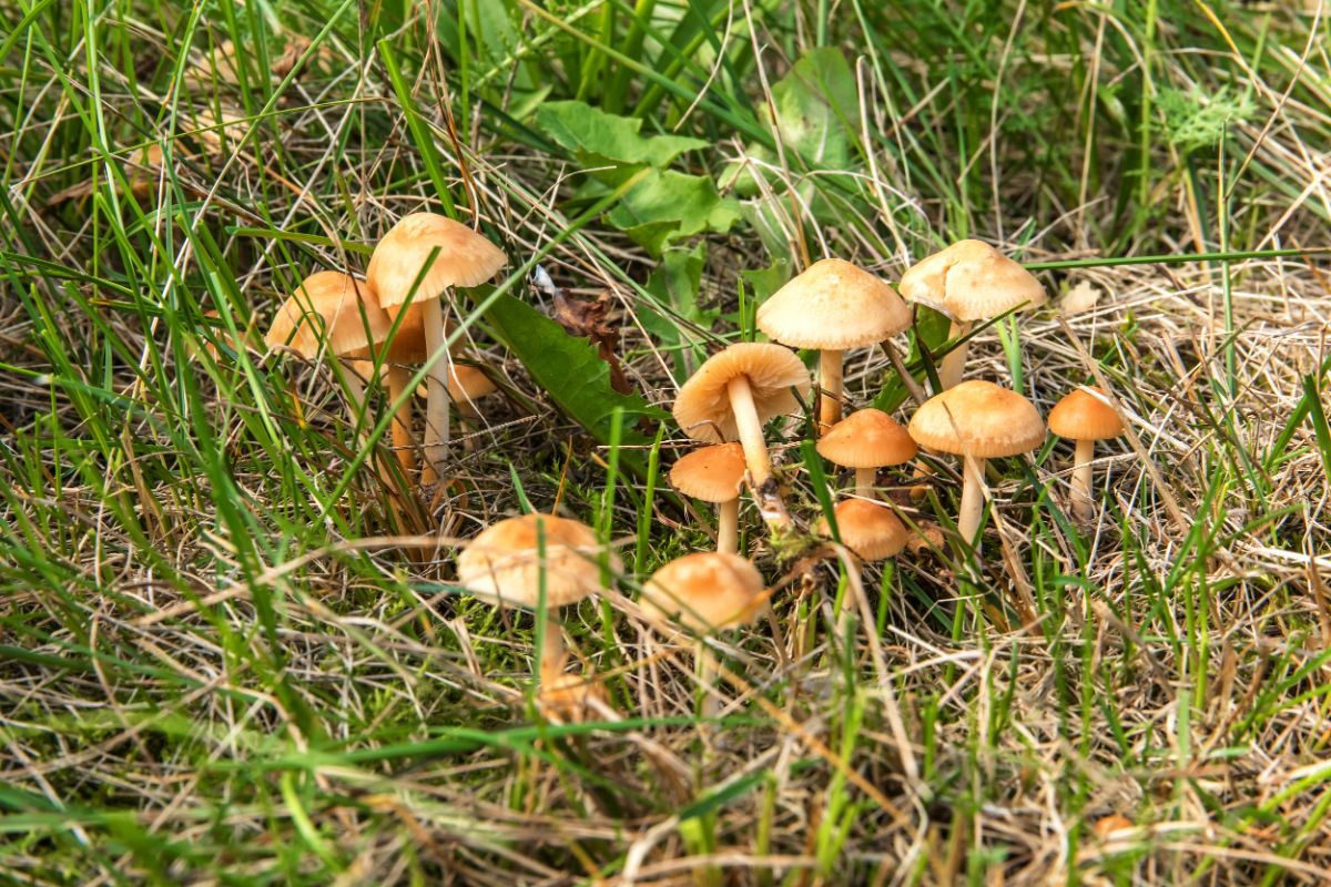 Fairy ring lawn mushrooms