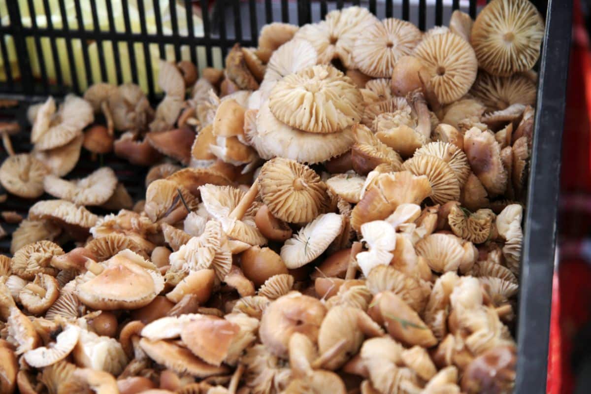 basket full of fairy ring mushrooms