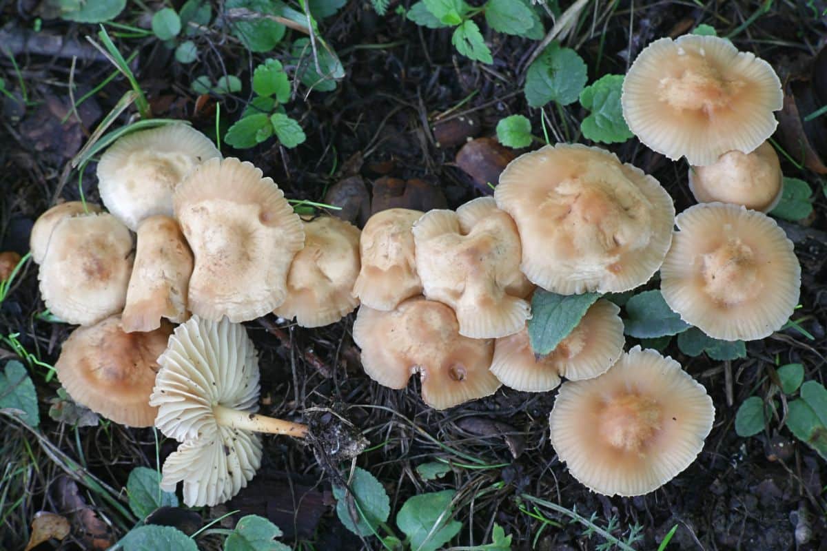 fairy ring lawn mushrooms
