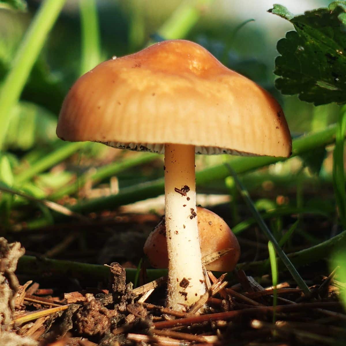fairy ring mushroom in soil