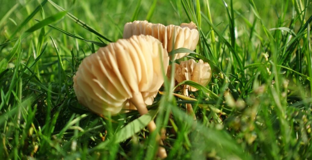 Fairy Ring Mushroom Identification, Foraging, and Edibility Mushroom
