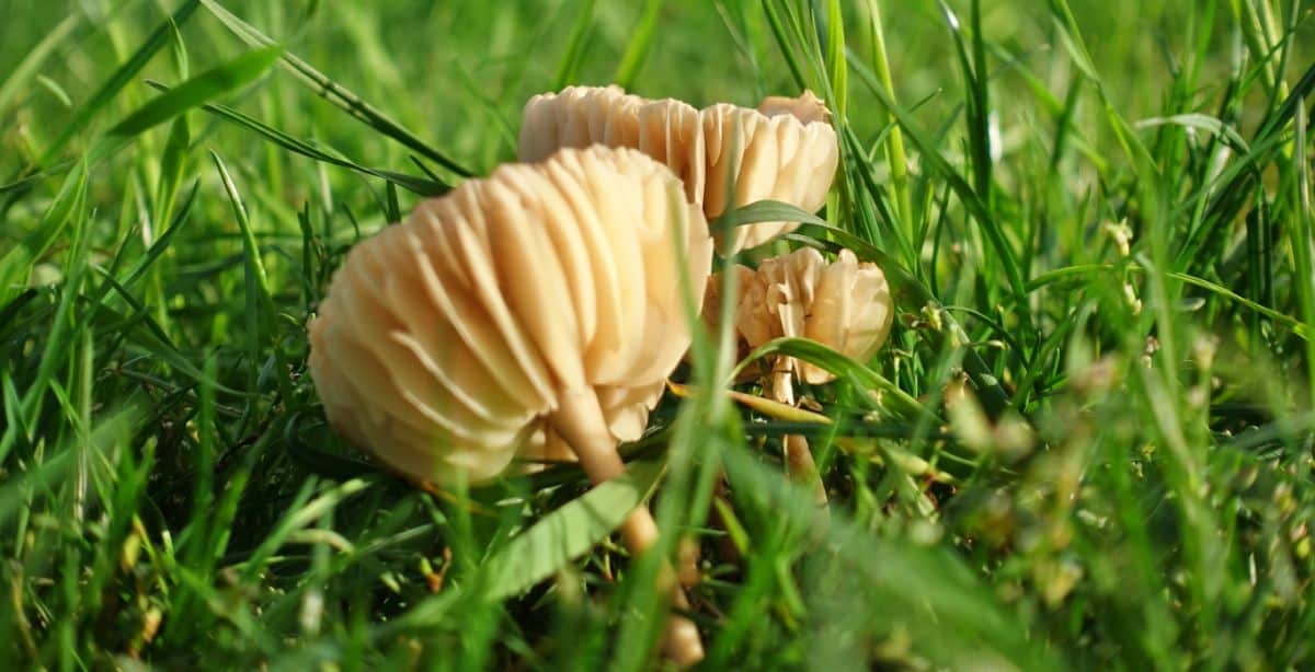 fairy ring mushroom gills