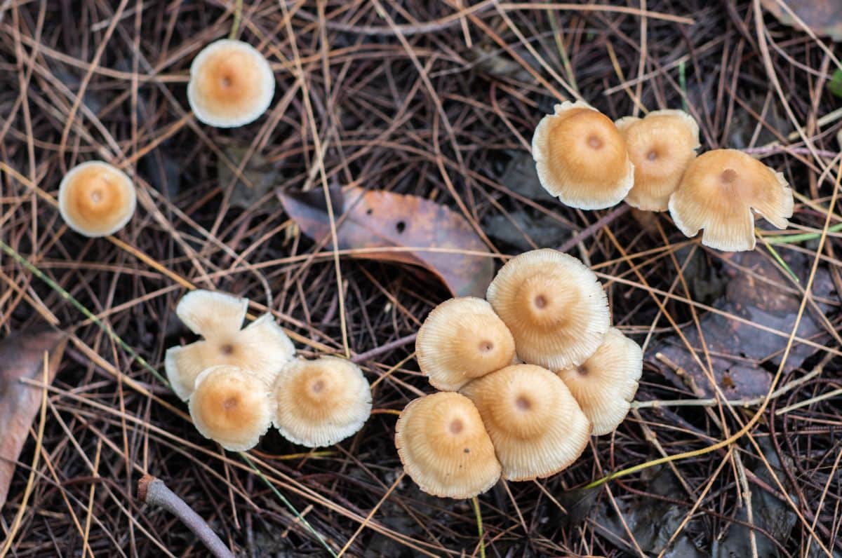fairy ring mushrooms lawn mushrooms