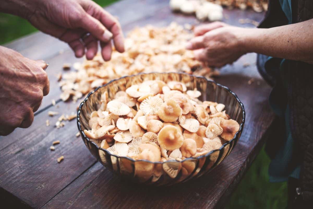 Marasmius oreades harvesting