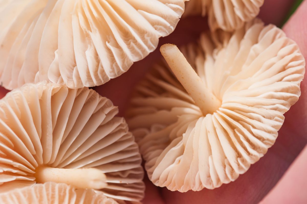 fairy ring mushroom gills