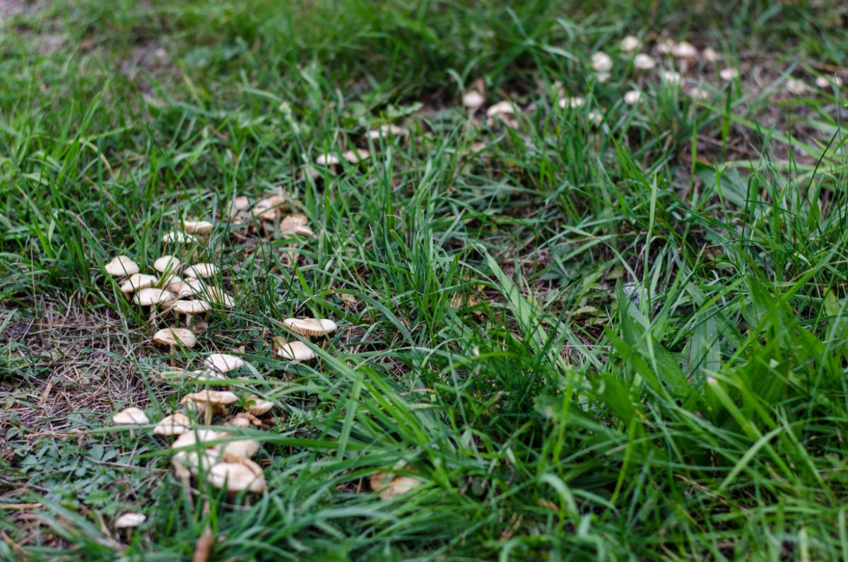 Marasmius oreades