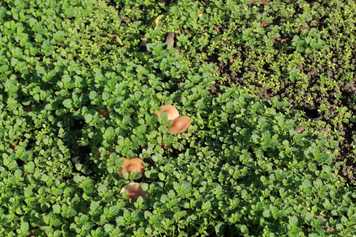 fairy ring mushrooms