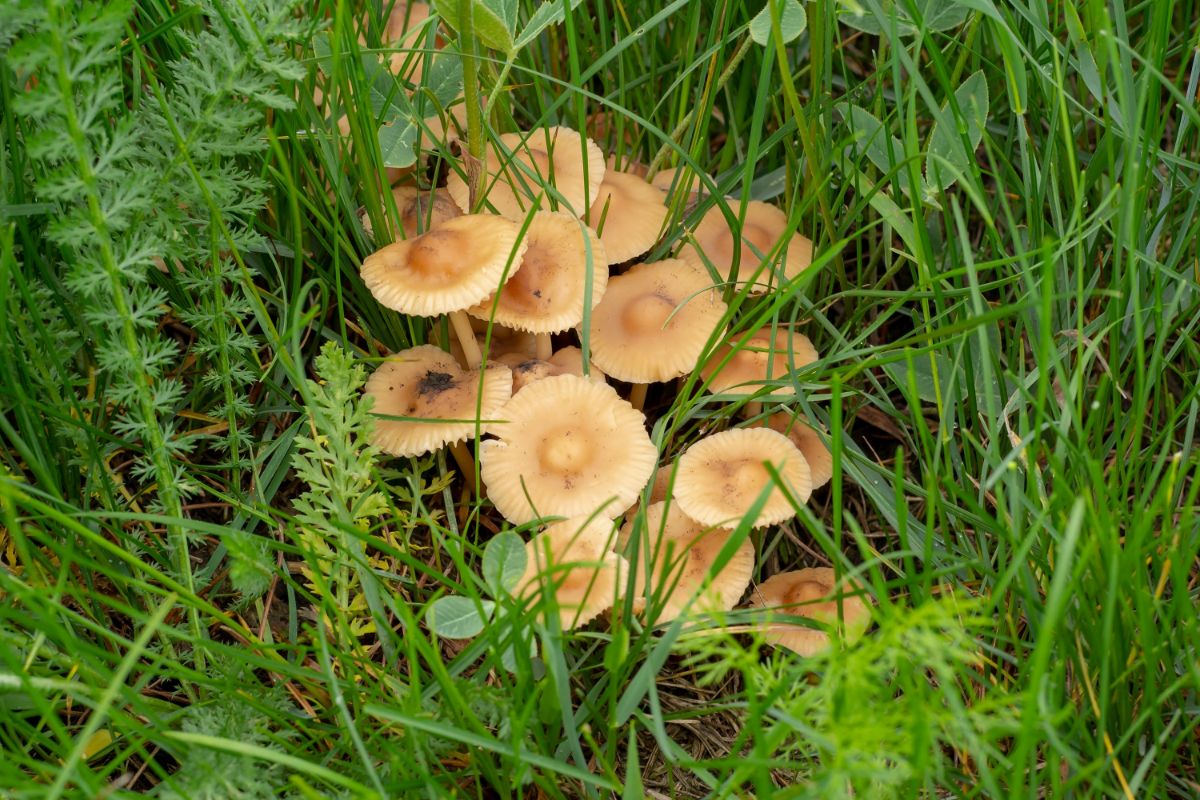 Marasmius oreades