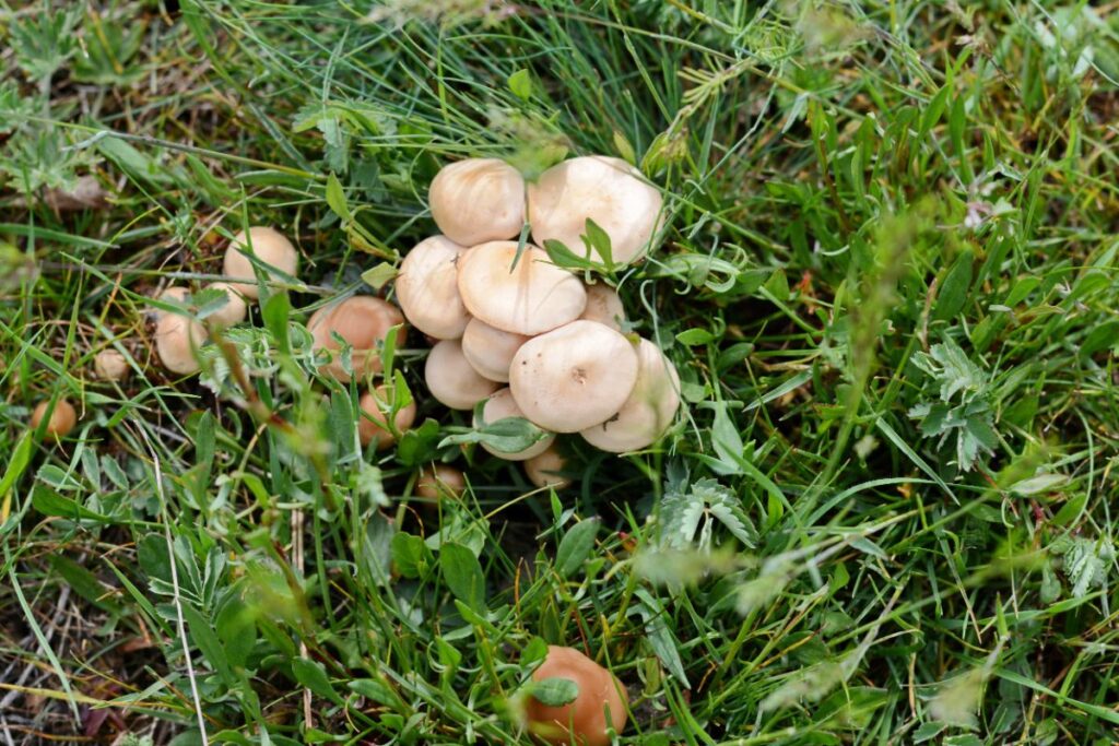 Fairy Ring Mushroom Identification, Foraging, and Edibility Mushroom