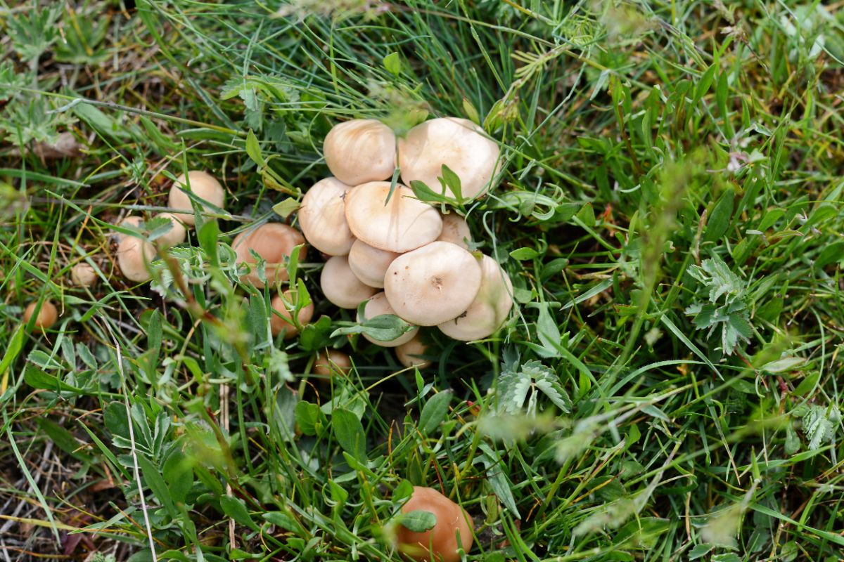 Marasmius oreades