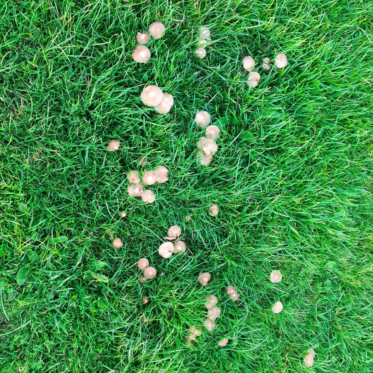 fairy ring mushroom grouping