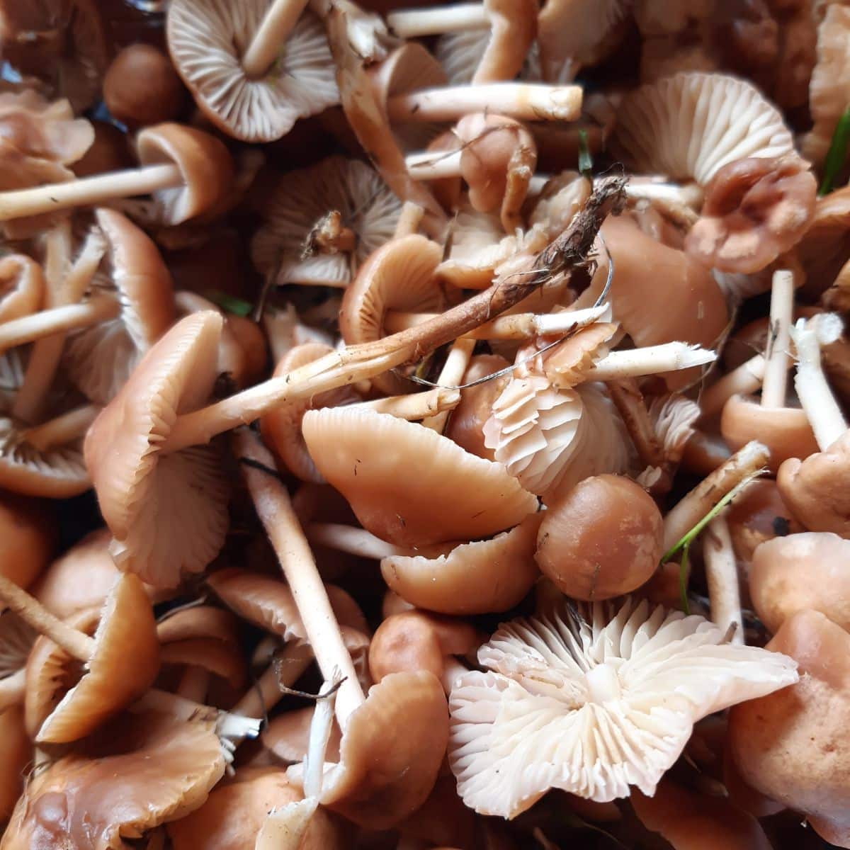 fairy ring mushrooms harvested 