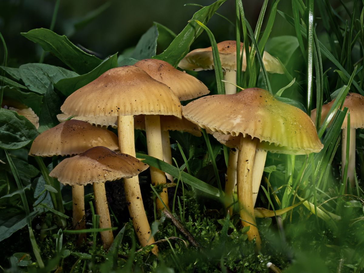 Marasmius oreades