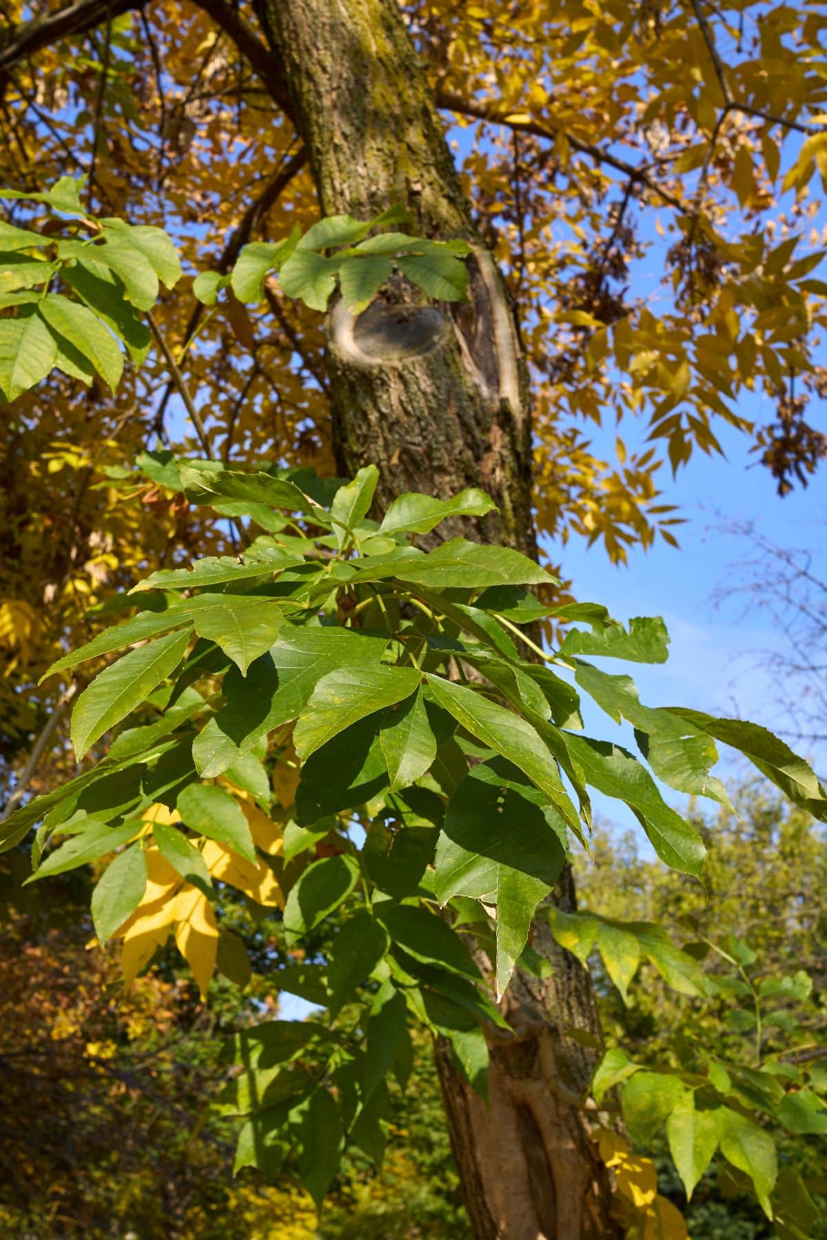 green ash tree
