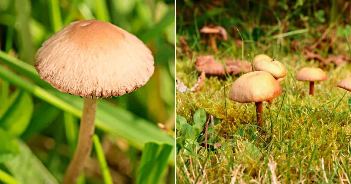 Lawnmower Mushroom Identification, Habitat, and Lookalikes Mushroom