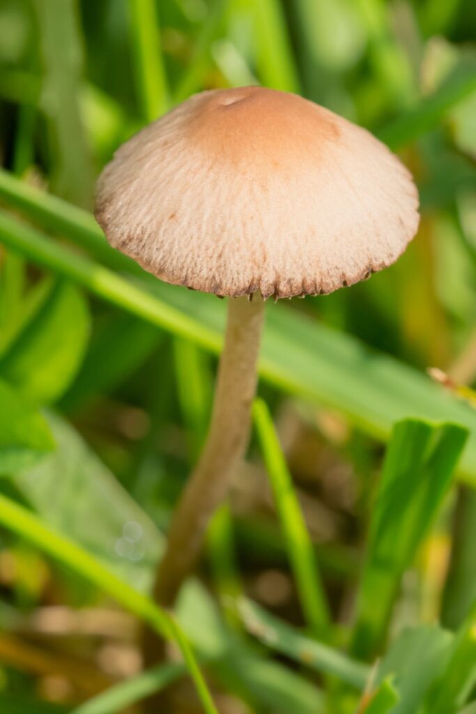 7 Common Lawn Mushrooms in the US Mushroom Appreciation