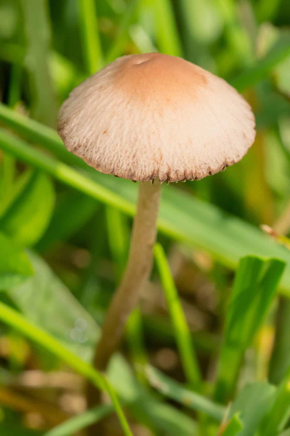 lawnmower mushroom