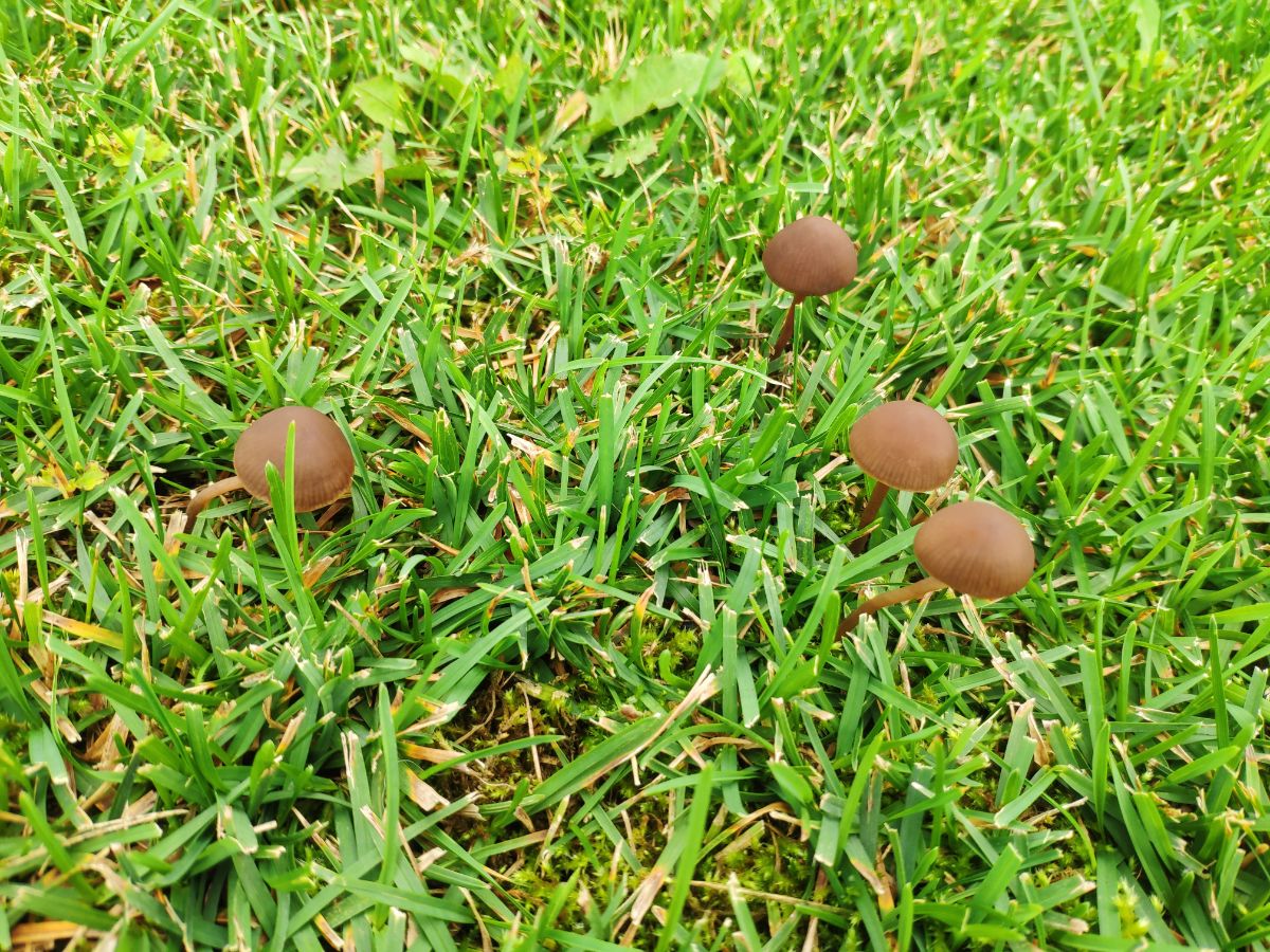 lawnmower mushroom