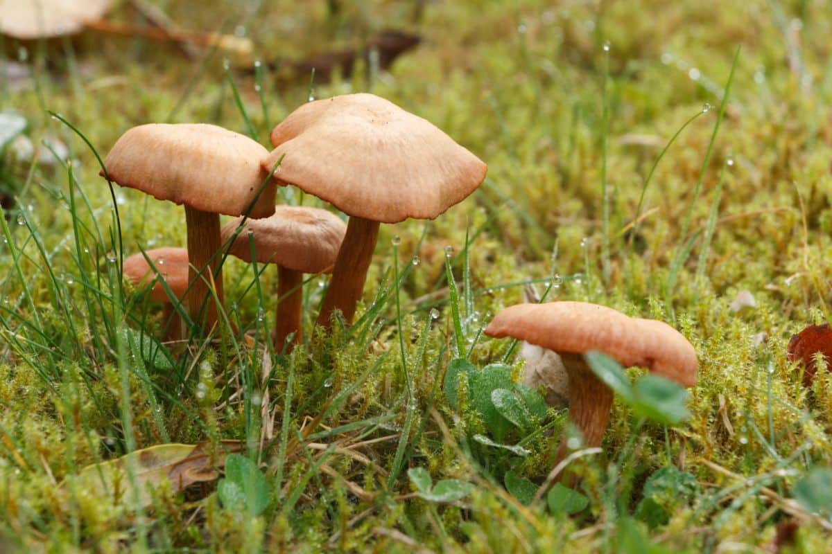 common lawn mushrooms lawnmower mushroom
