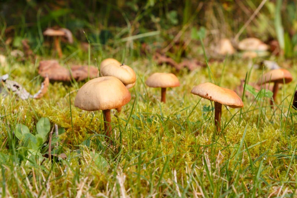 lawnmower mushroom