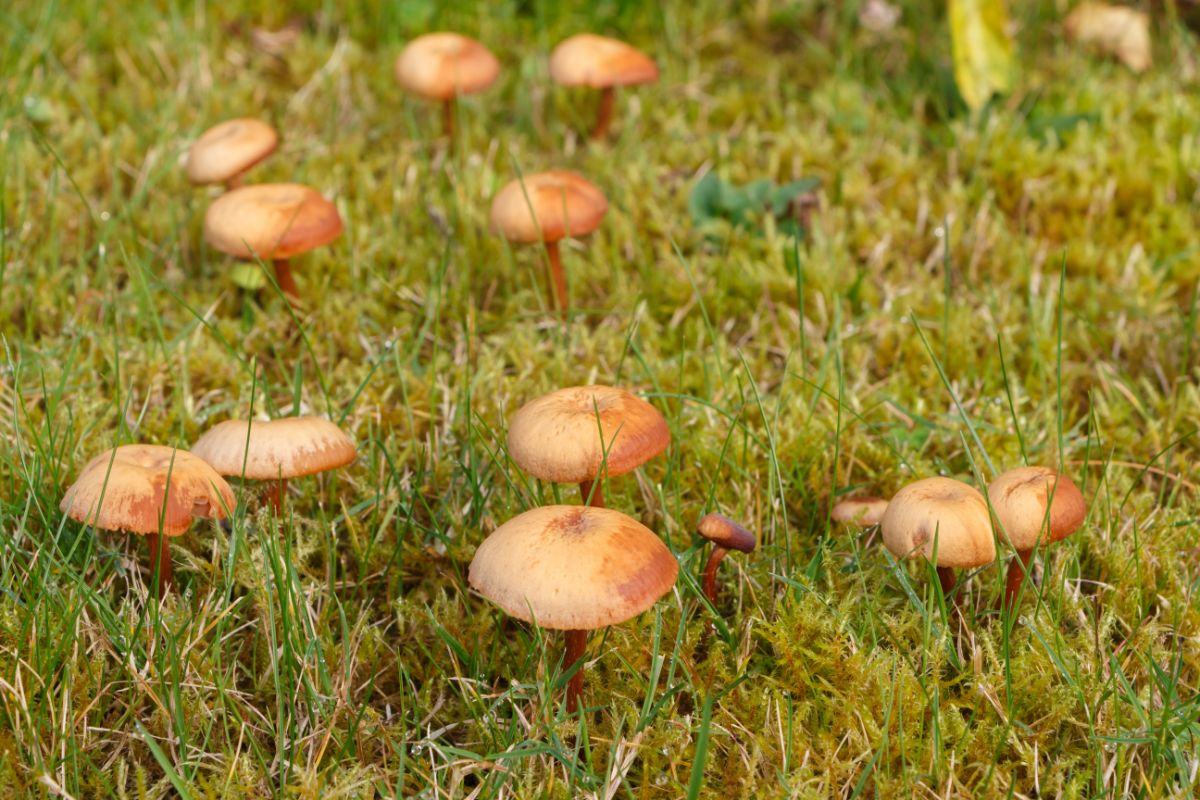 lawnmower mushroom