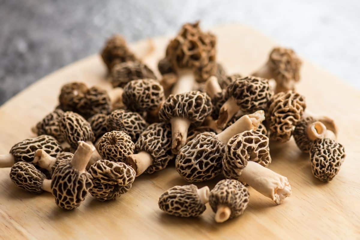 Morels on kitchen table