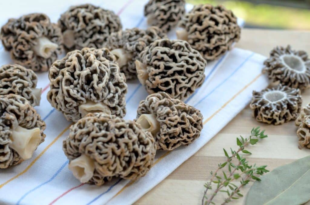 How to Properly Harvest and Prepare Morel Mushrooms - Mushroom Appreciation