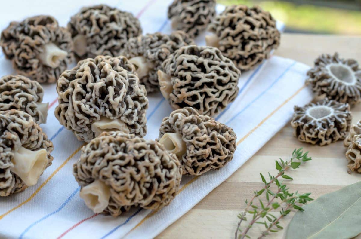 morel mushrooms on a table