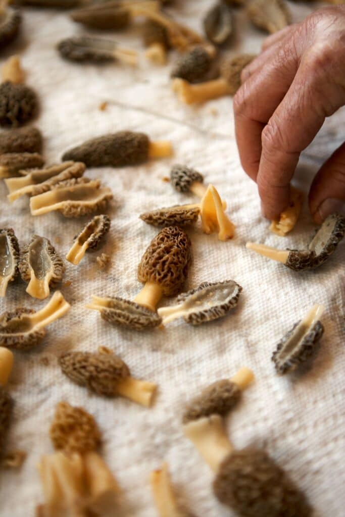 How to Properly Harvest and Prepare Morel Mushrooms Mushroom Appreciation