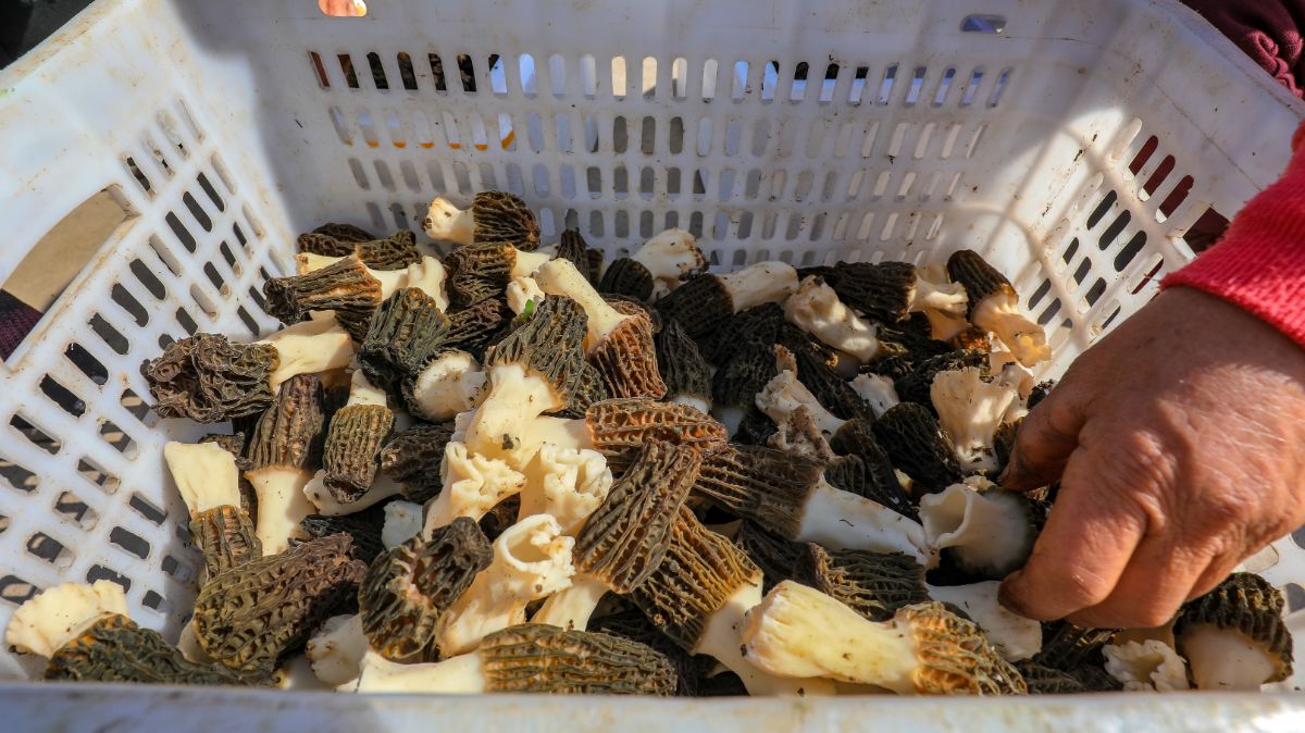 basketful of morels