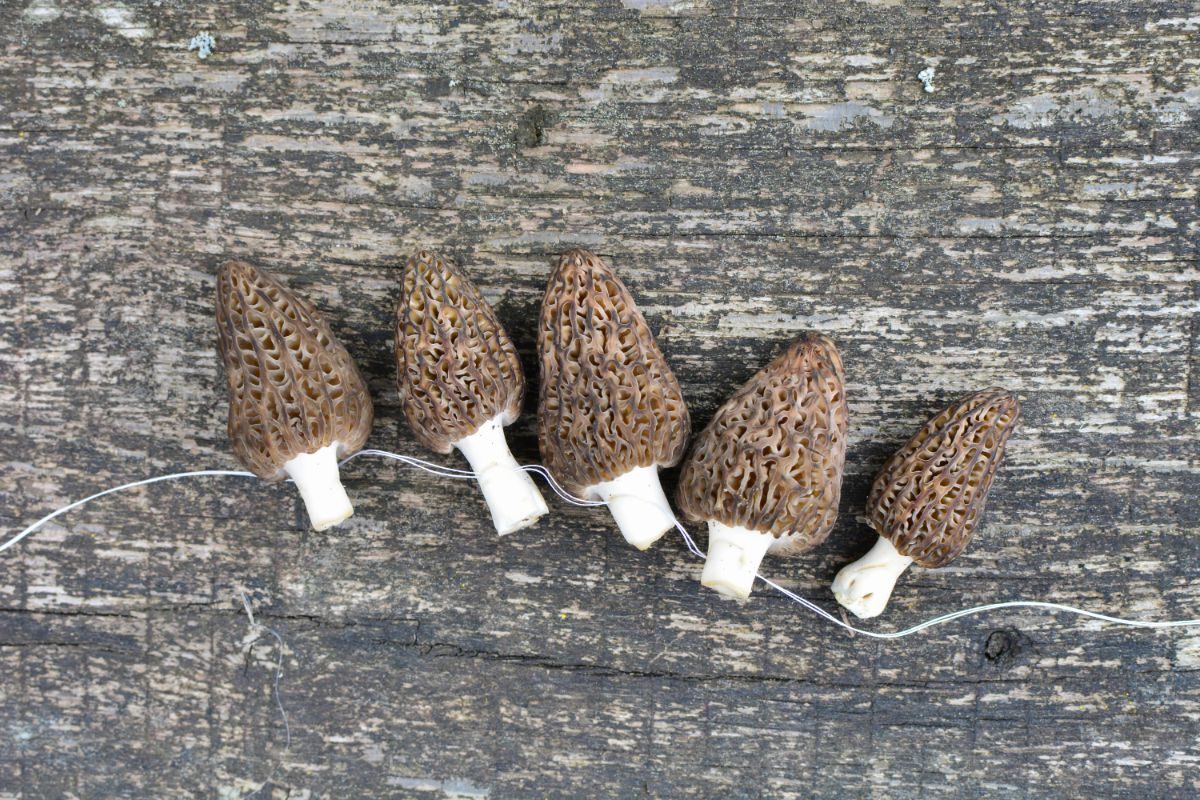 stringing up morel mushrooms