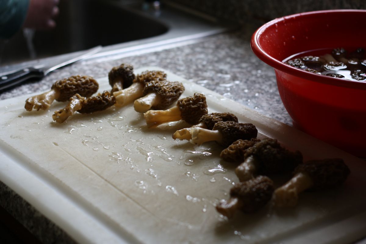 cleaning morels