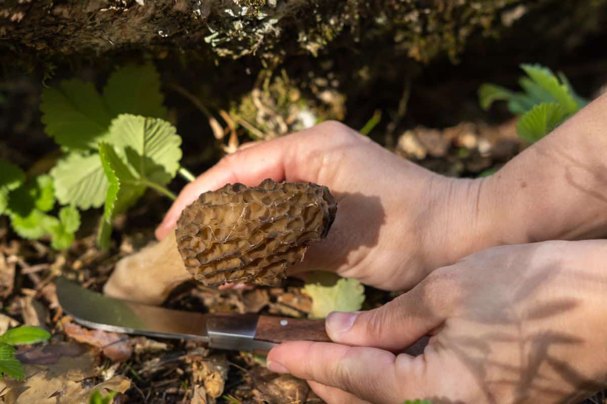 cutting morel mushroom forage