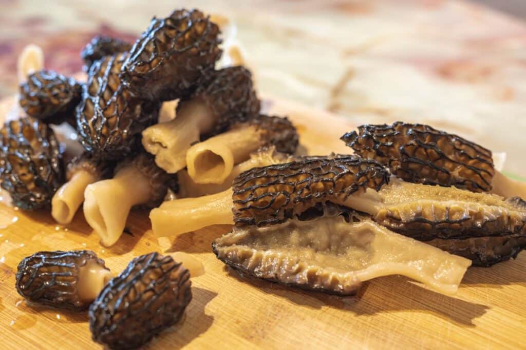 How to Properly Harvest and Prepare Morel Mushrooms Mushroom Appreciation
