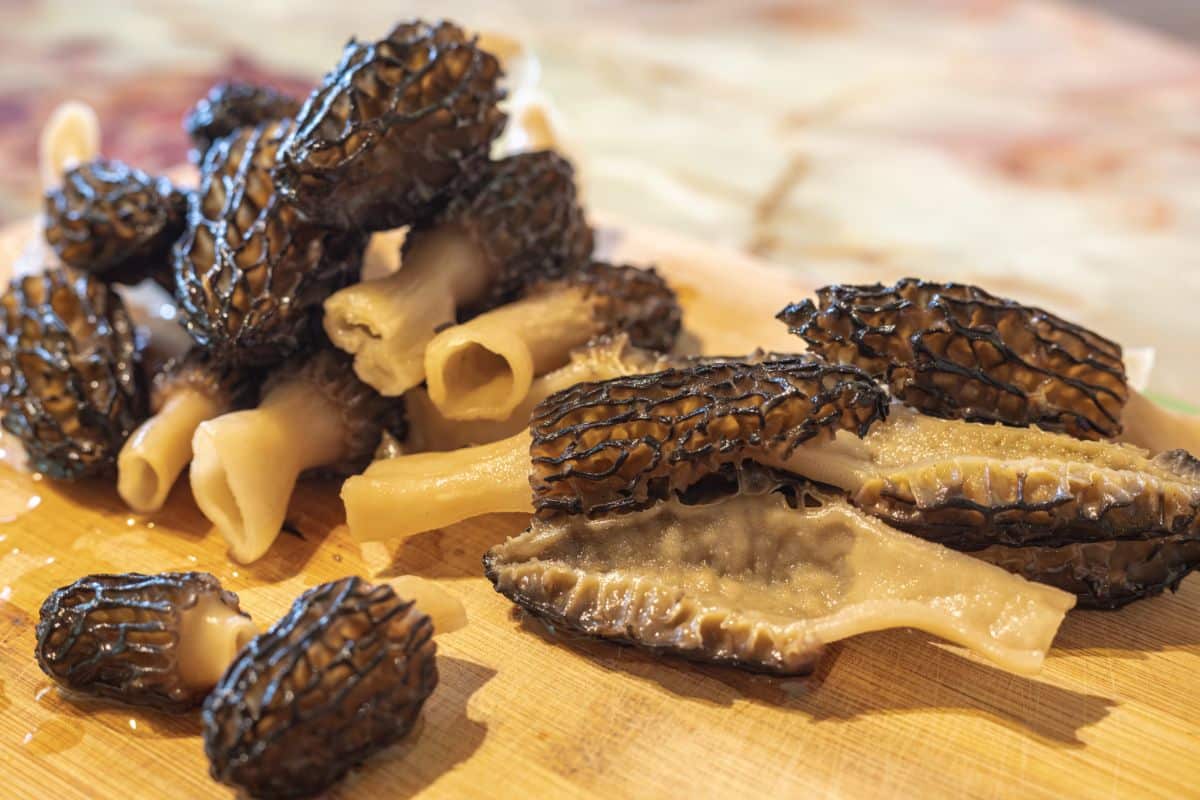 morels