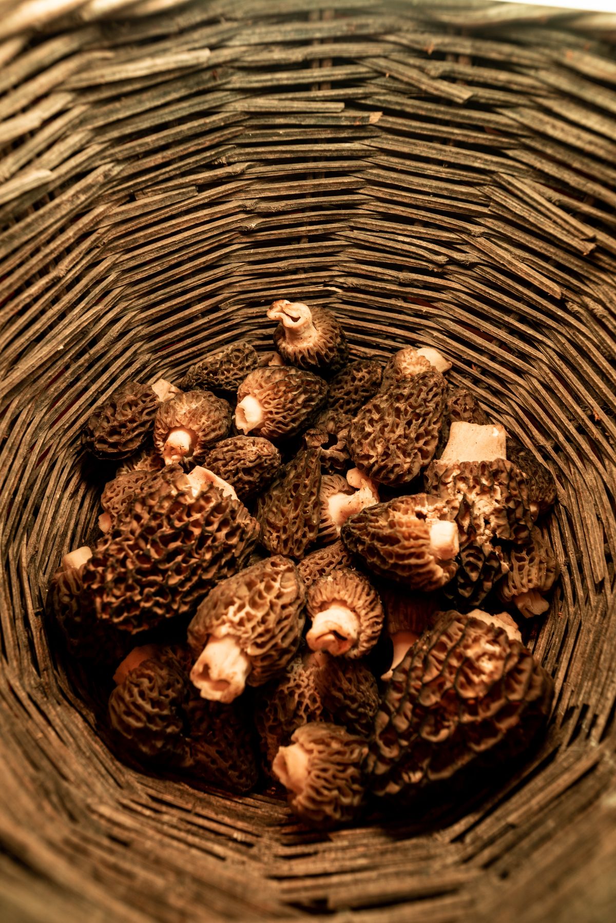 morel mushrooms