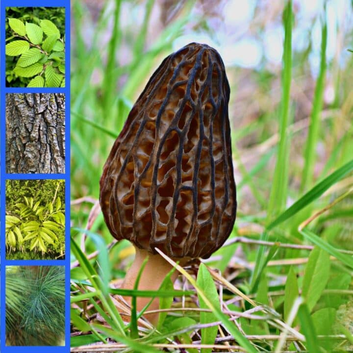 Morel Mushroom Identification What to Look For and What to Avoid