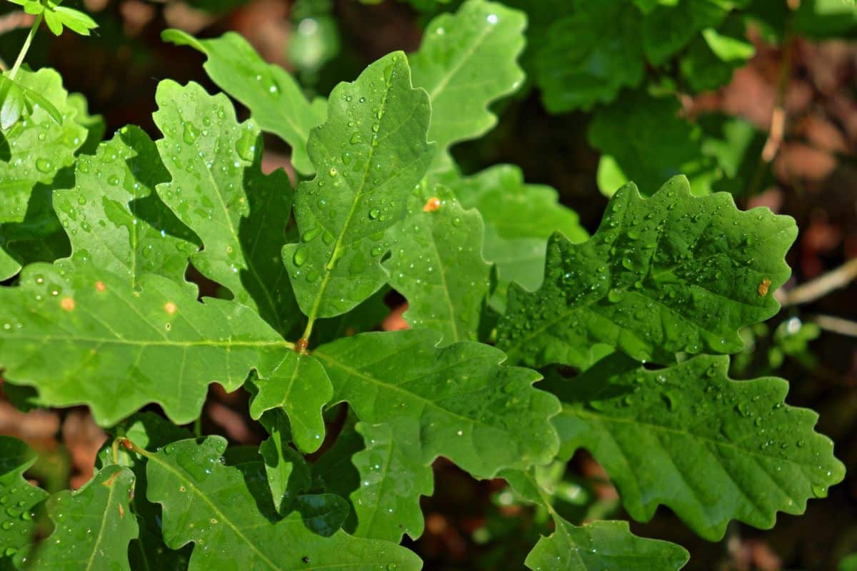 oak leaves