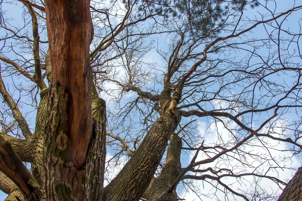 oak tree