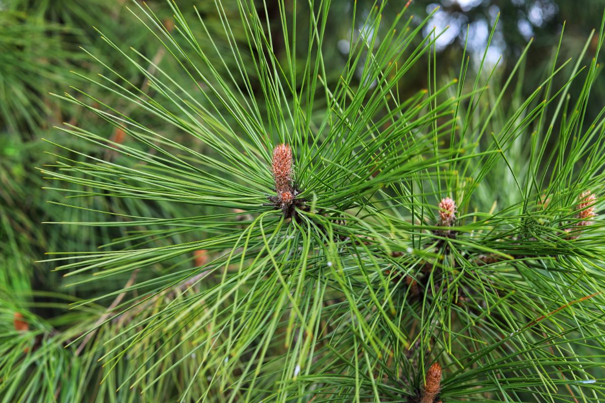 ponderosa pine needles