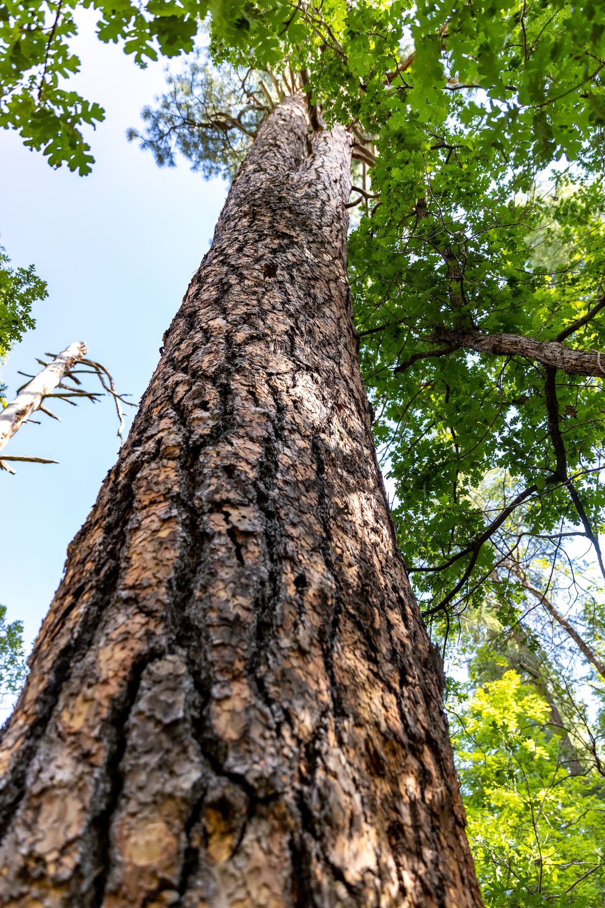 ponderosa pine bark