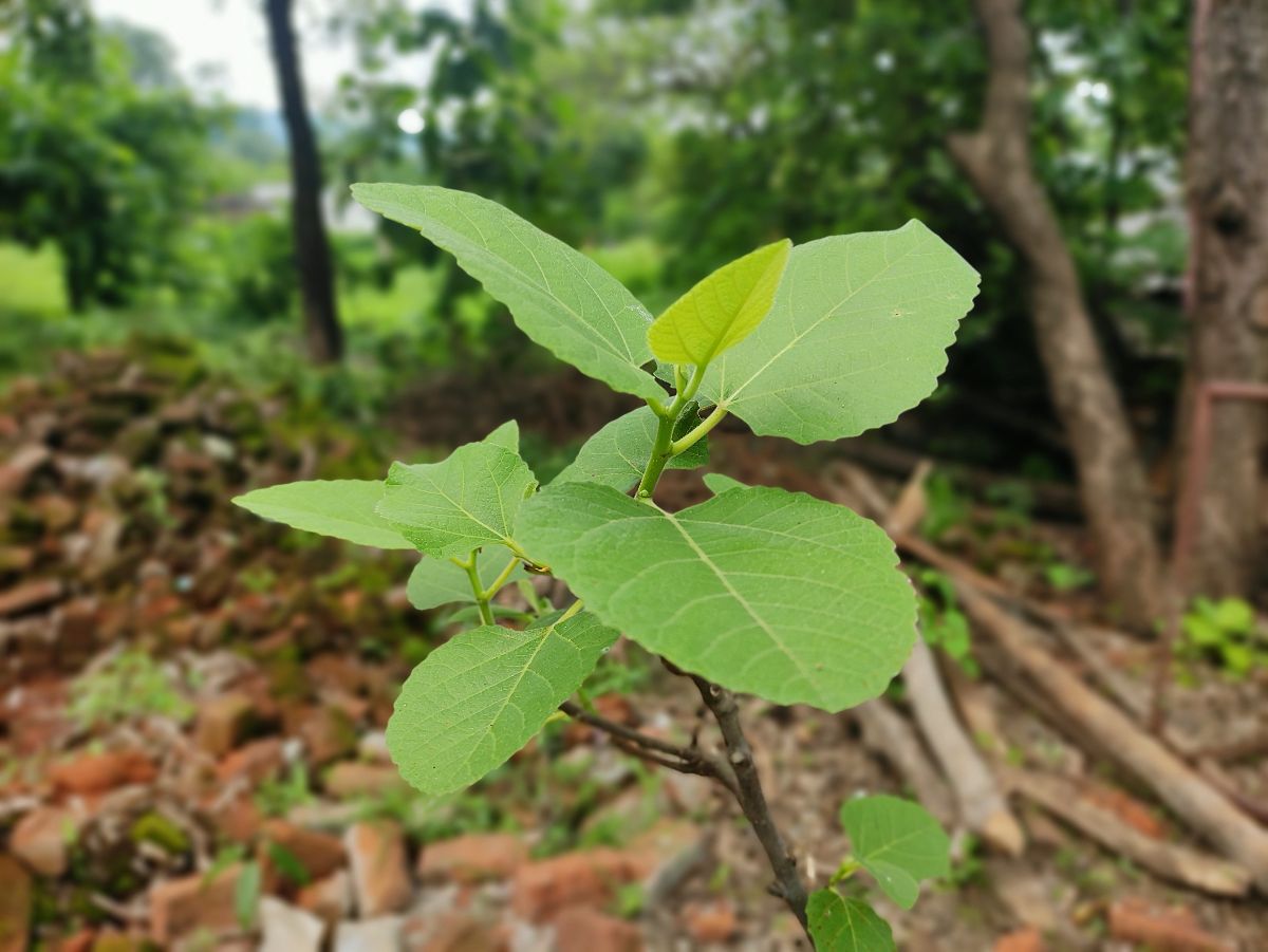 swamp cottonwood leaves