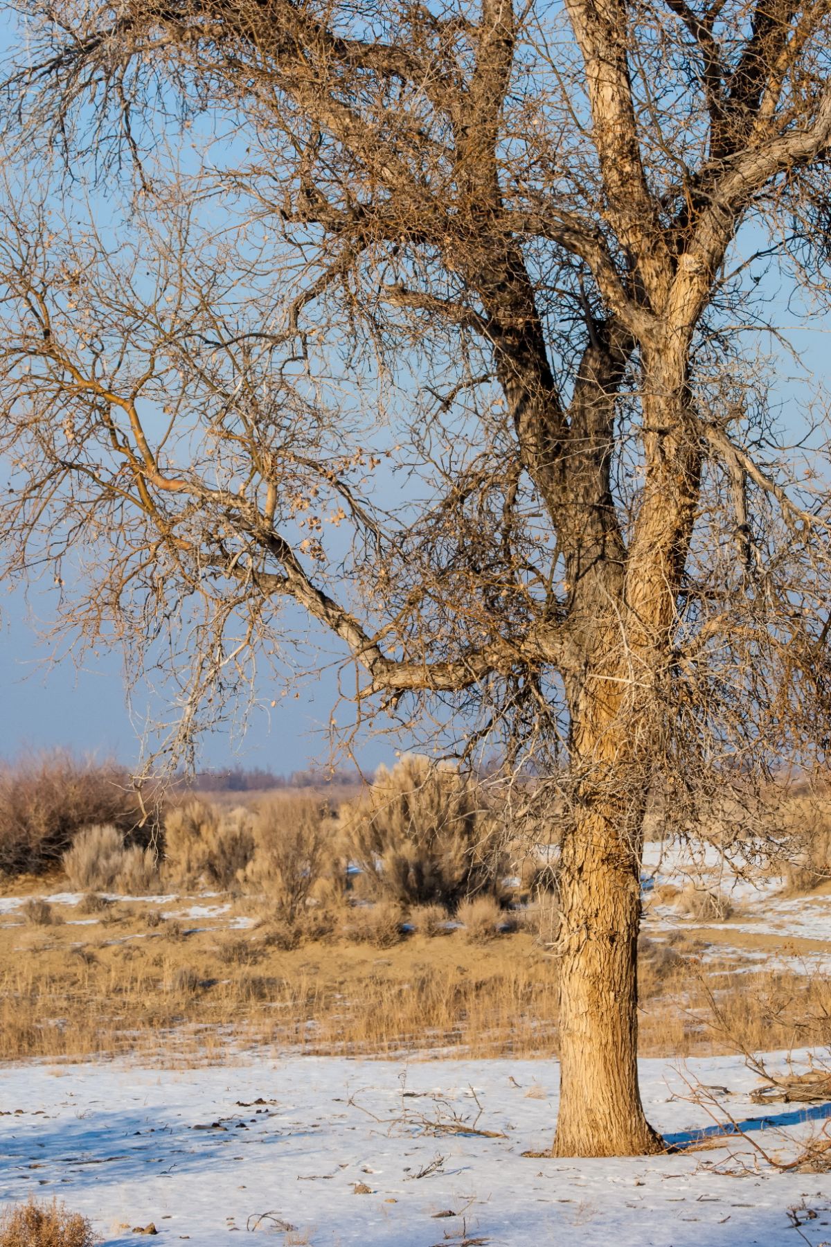 swamp cottonwood