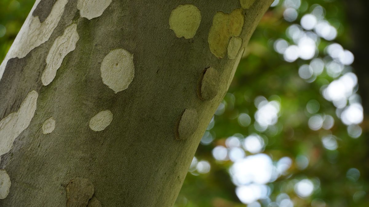 sycamore bark